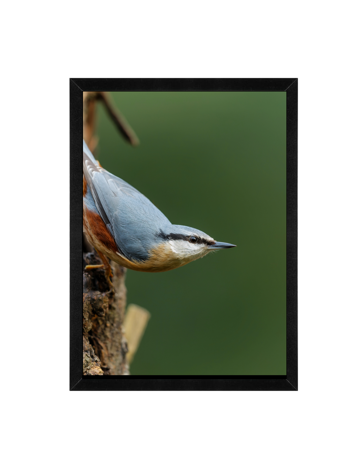 Nuthatch Bird Wall Art | Nature Photography Framed Matte Print 12x16