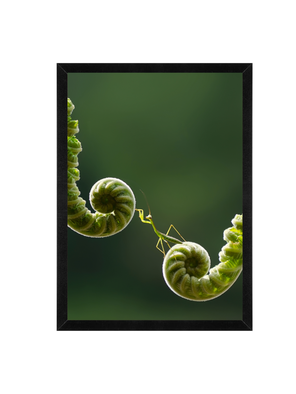 The Mantis Path Wall Art Frame 12x16