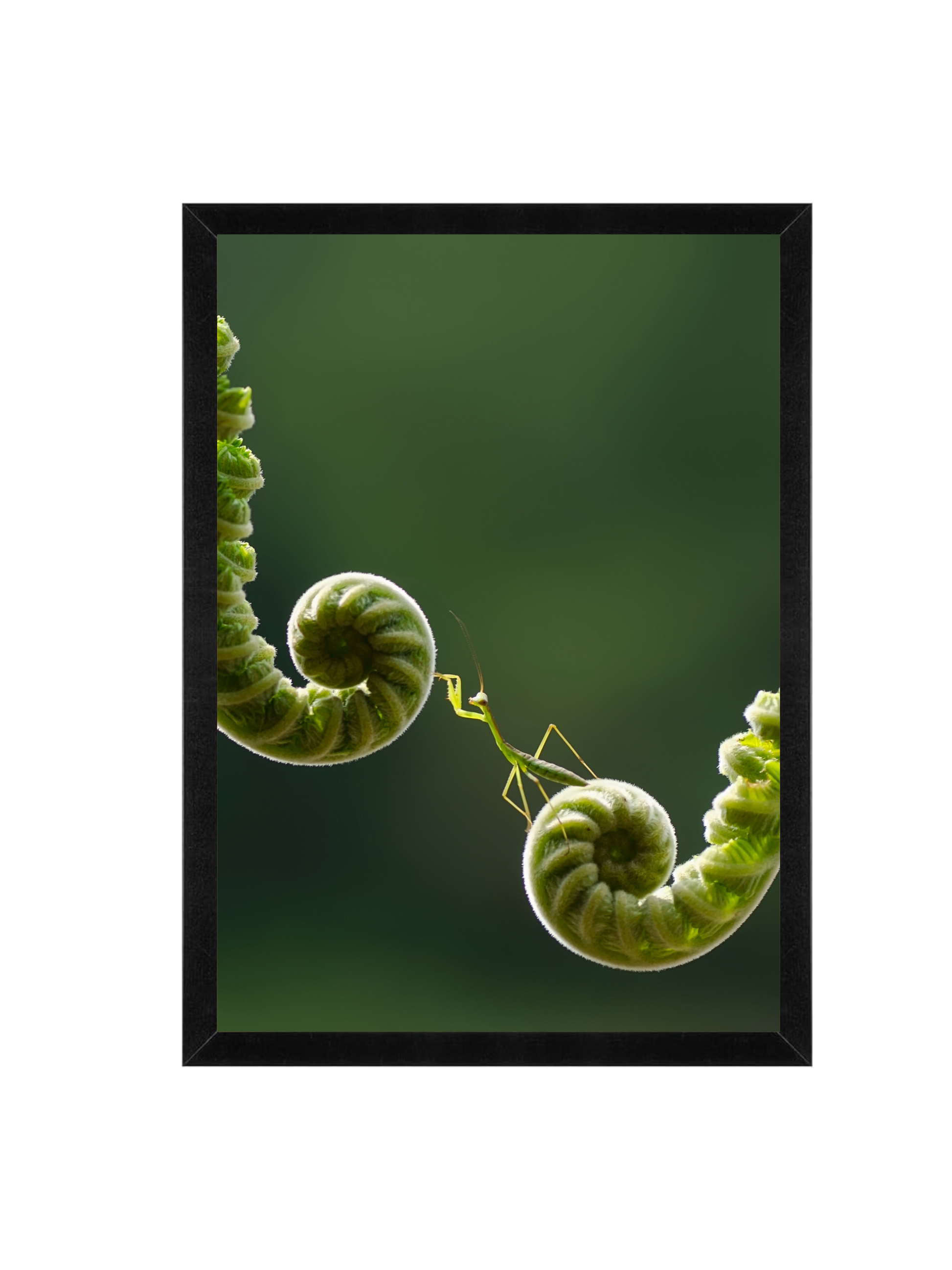 The Mantis Path Wall Art Frame 12x16