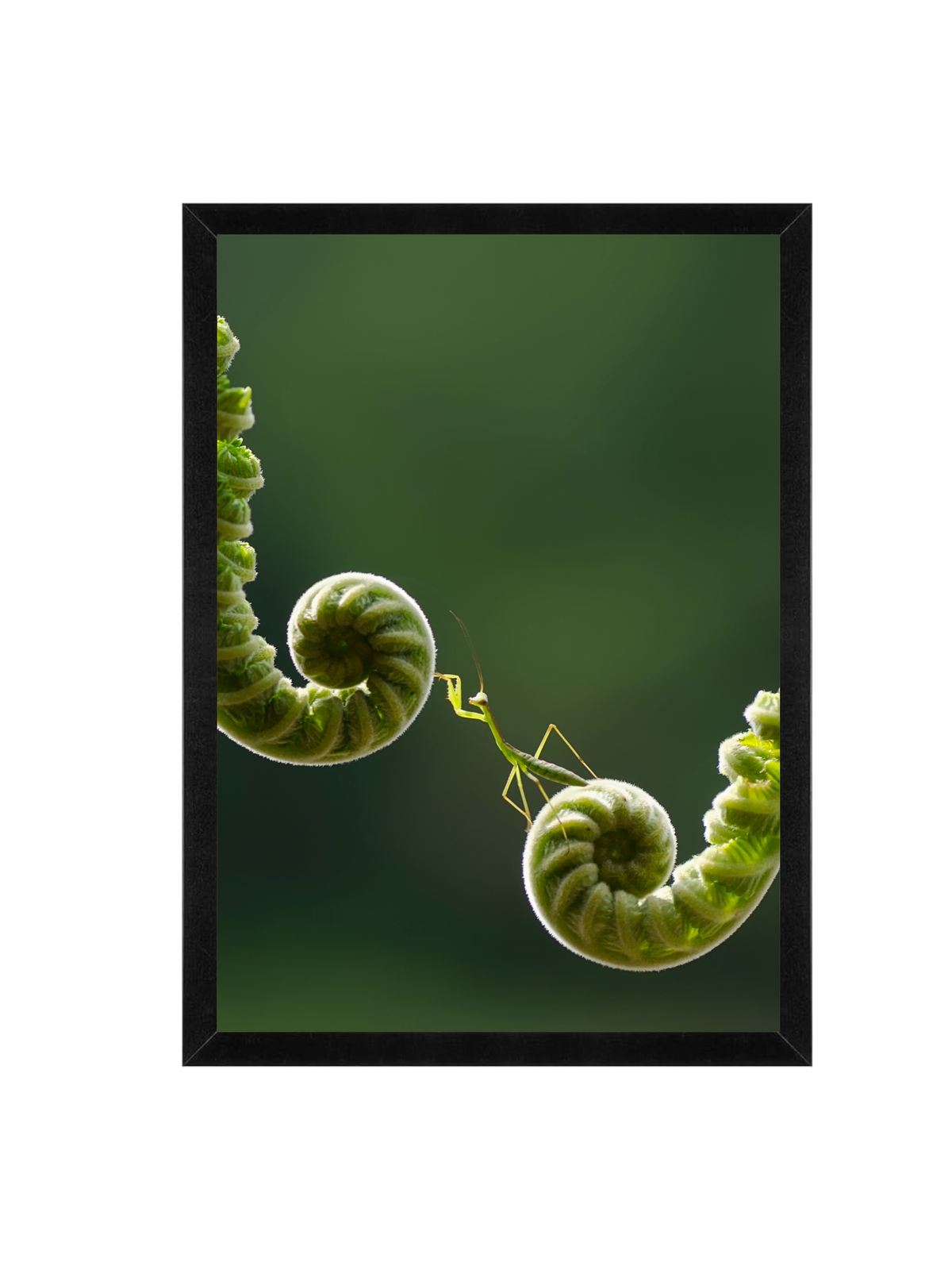 The Mantis Path Wall Art Frame 12x16