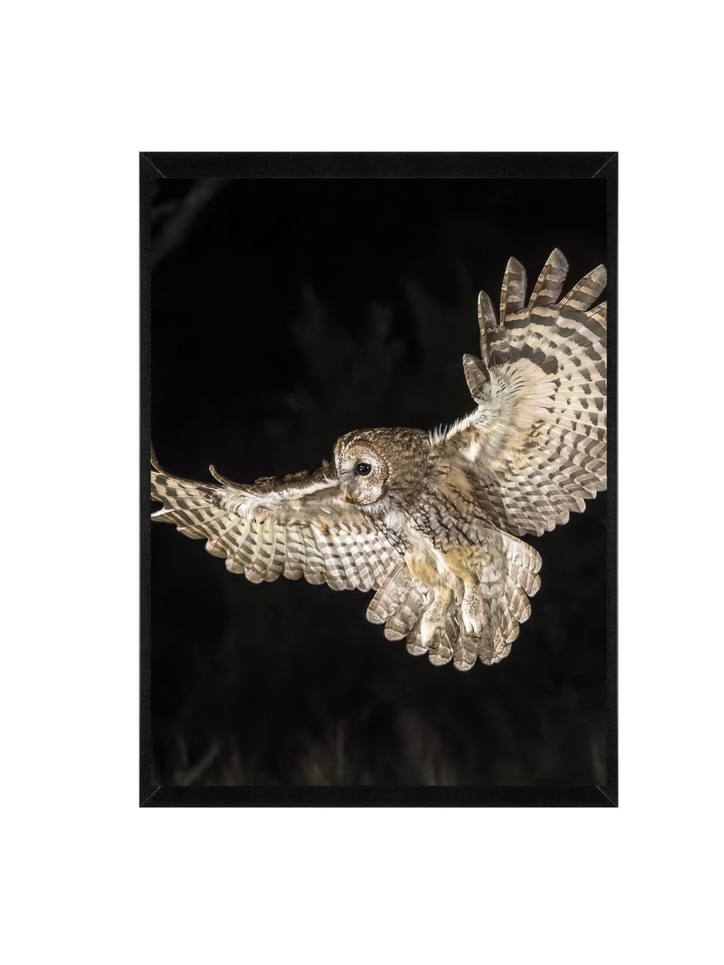 Tawny Owl Framed Wildlife Wall Art – 12x16 Nature Photography Print