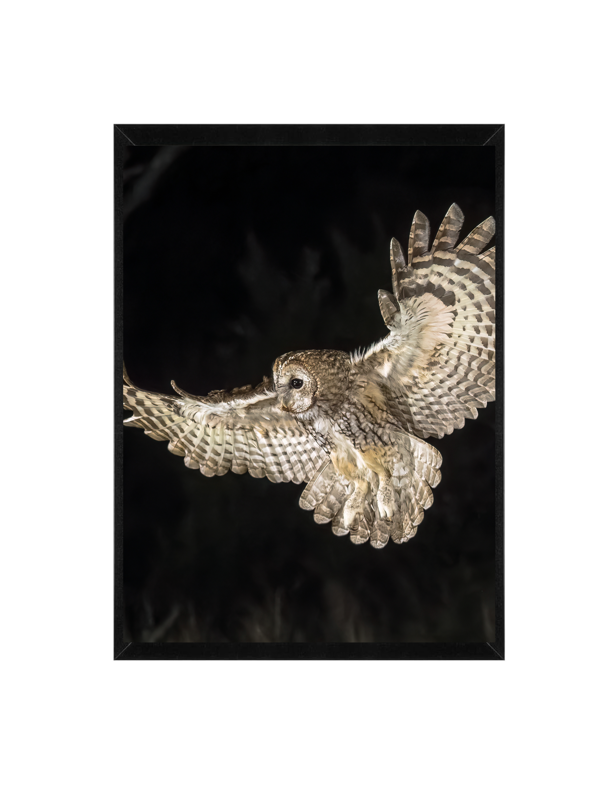 Tawny Owl Framed Wildlife Wall Art – 12x16 Nature Photography Print