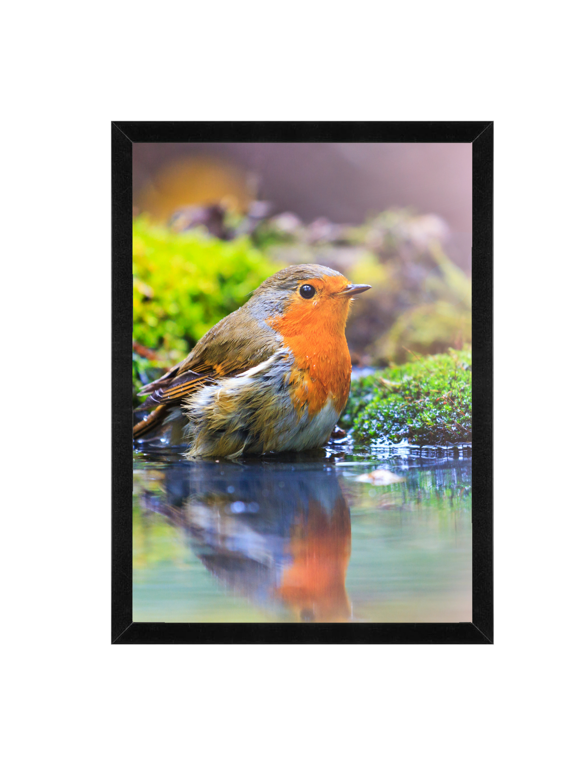 Robin Framed Wildlife Wall Art – 12x16 Nature Photography Print