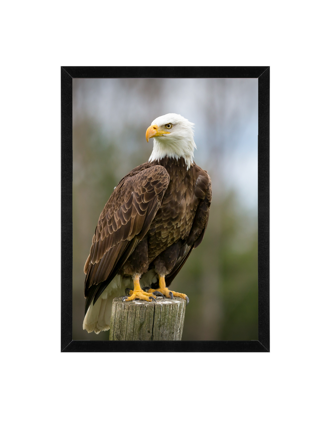Bald Eagle Framed Wildlife Wall Art – 12x16 Nature Photography Print