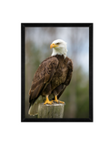 Bald Eagle Framed Wall Art (12×16)