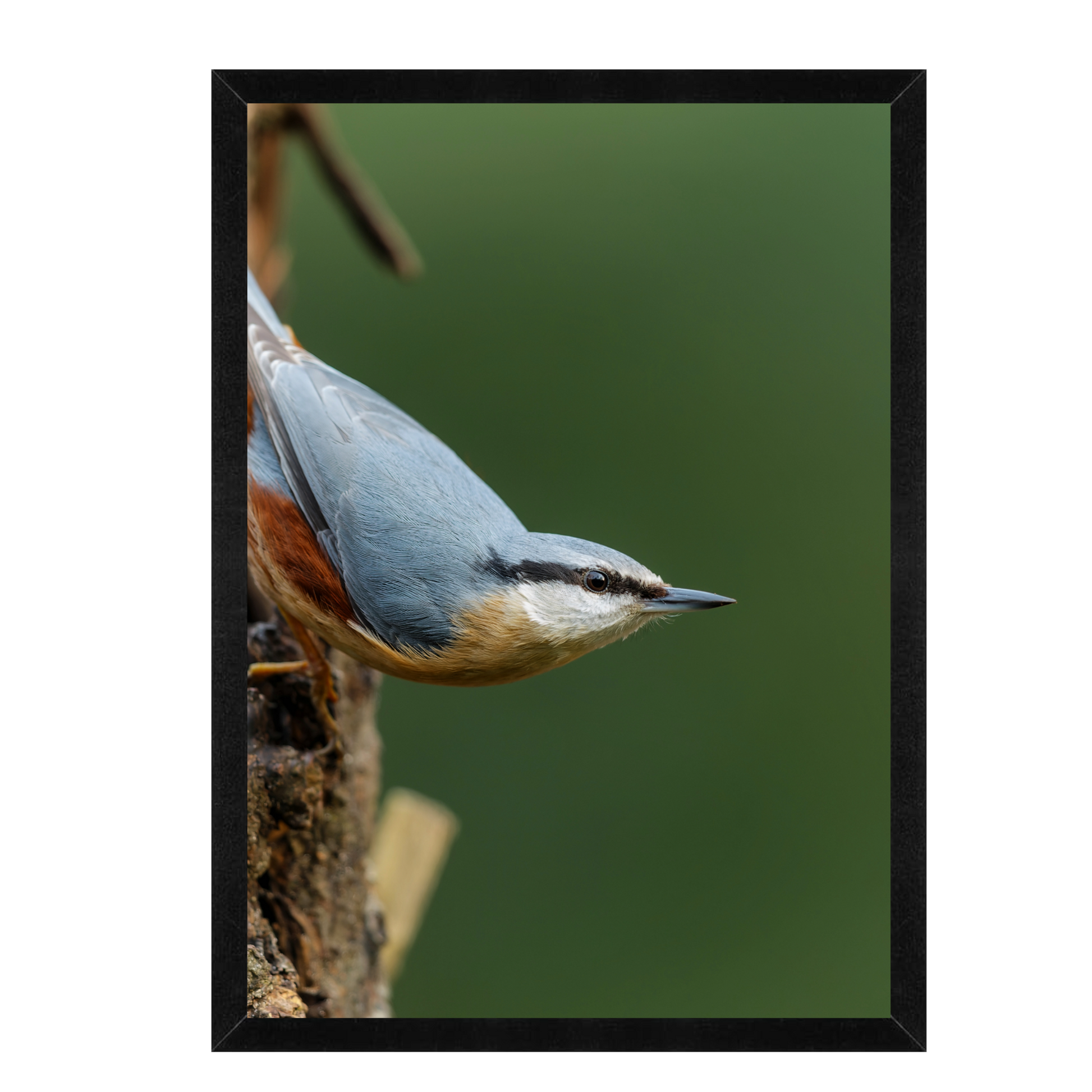 Nuthatch Bird Wall Art | Nature Photography Framed Matte Print 12x16